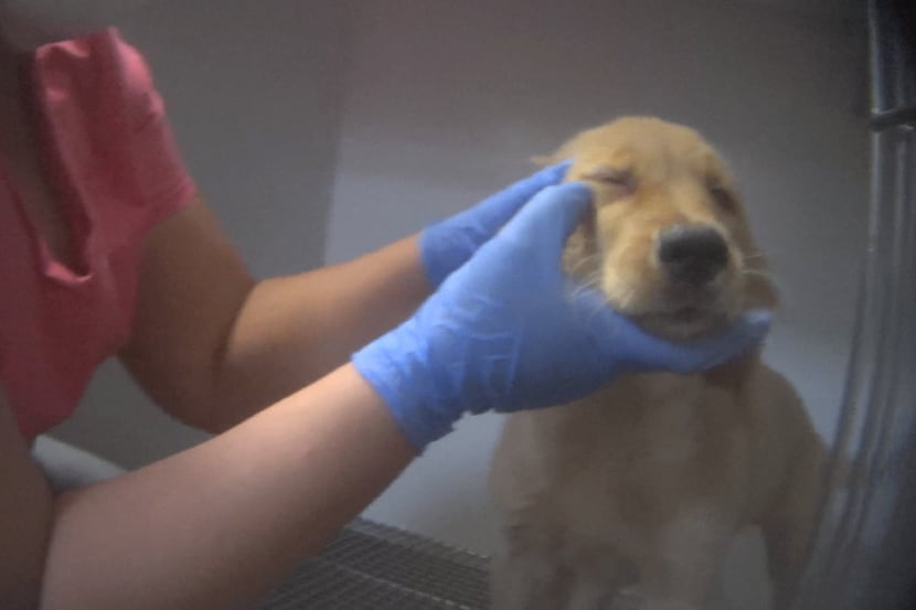 An undercover investigation of the Petland in Frisco, conducted by the Humane Society of the...