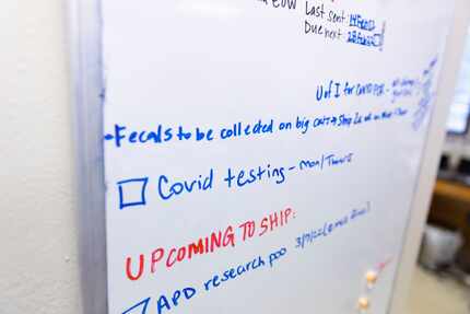 A message on a white board reminds staff about COVID-19 testing at the Dallas Zoo.