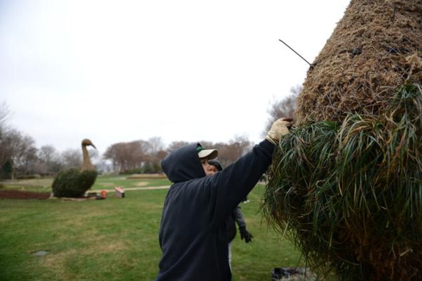 
Gardener Narce Gallardo plants monkey grass in the peacock topiaries Feb. 10 at Dallas...