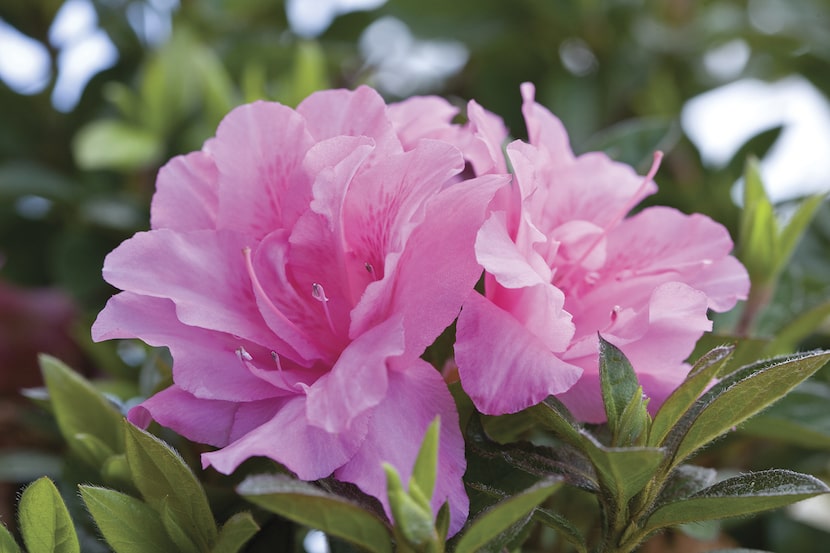 Encore azalea 'Autumn Carnation' is a good azalea variety for our area.