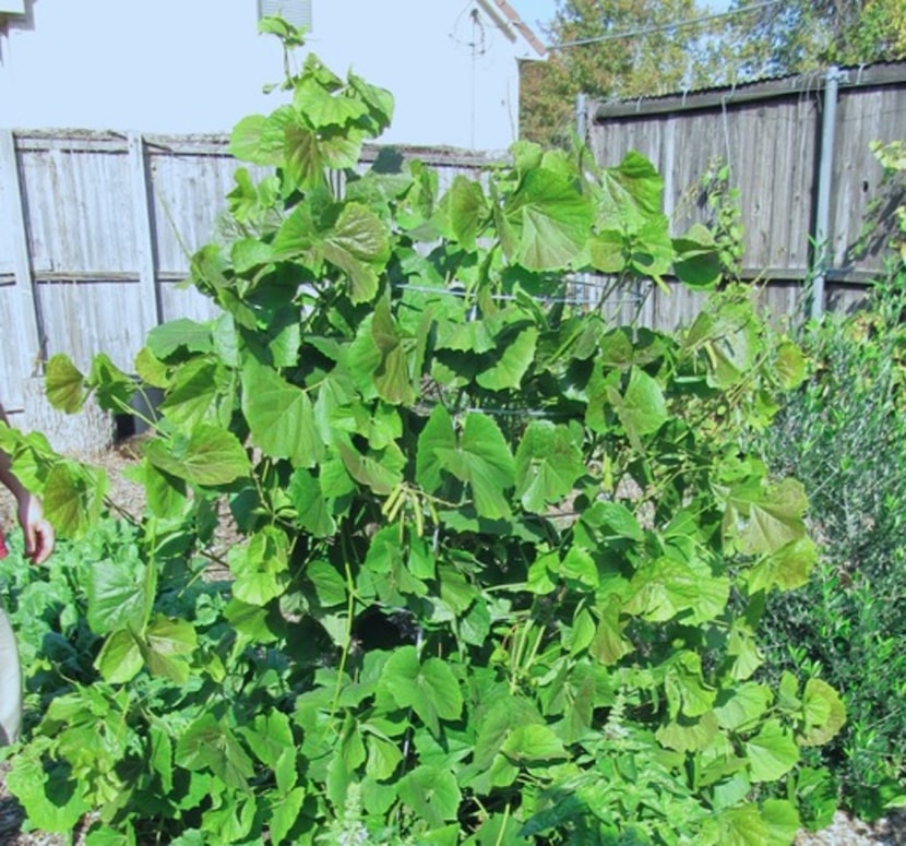 Jicama is an easy and tasty food crop to grow in North Texas. 