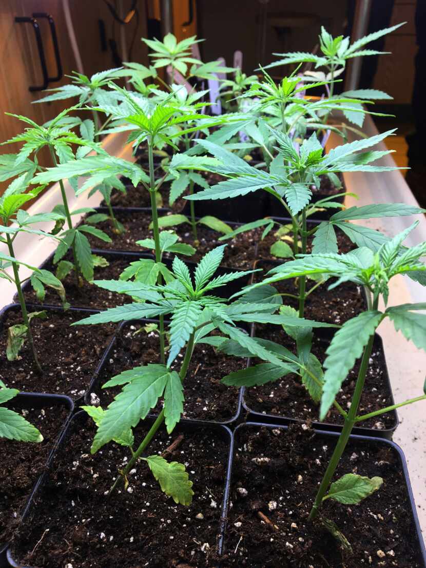 Cannabis seedlings grow under lights.