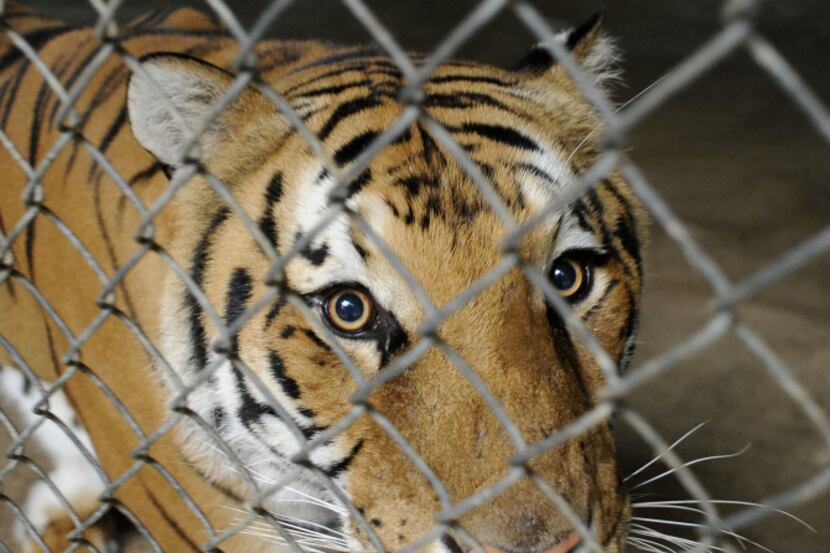 Smuggler, a Bengal tiger, was not among the big cats that died last week at In-Sync Exotics...