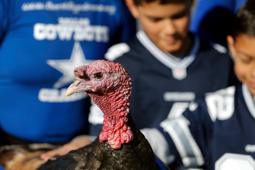 Tailgate Tom, a live turkey, made his annual appearance to the Dallas Cowboys Thanksgiving...