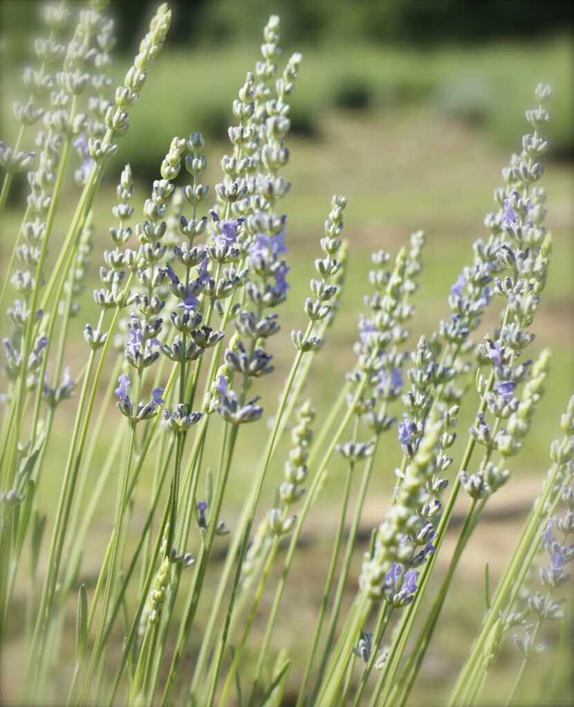 Lavender Ridge Farms, east of Gainesville, will be the site of the Lavender Festival.