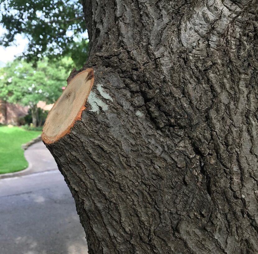 Example of a good pruning cut on a tree. 