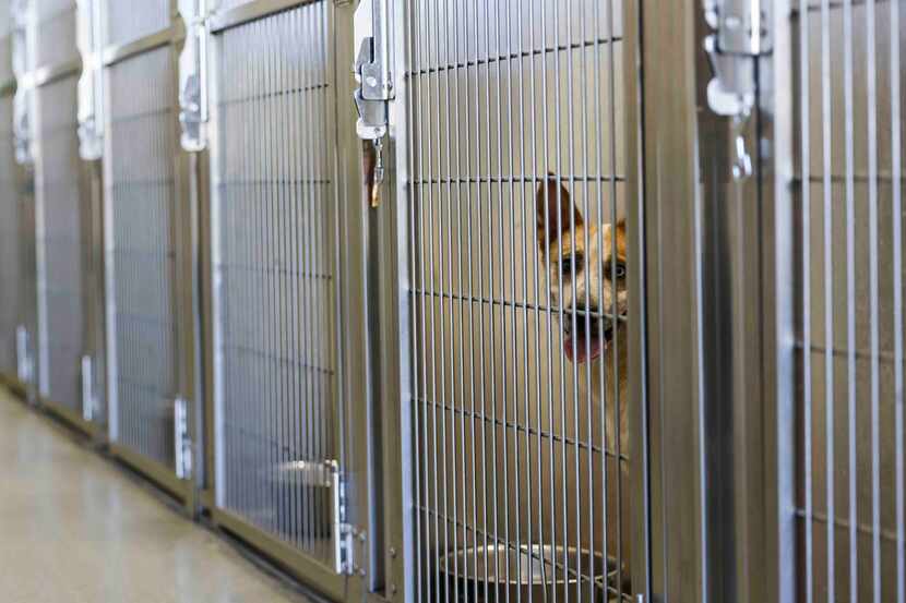 A loose dog sits at a kennel of Dallas Animal Services shelter after it was rescued from...