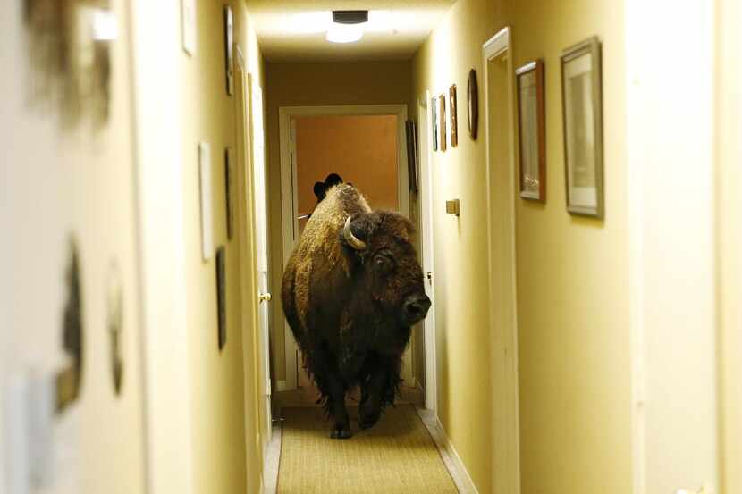 Bullet, una bisonte domesticada, camina por el pasillo de su dueña, Karen Schoeve, en...