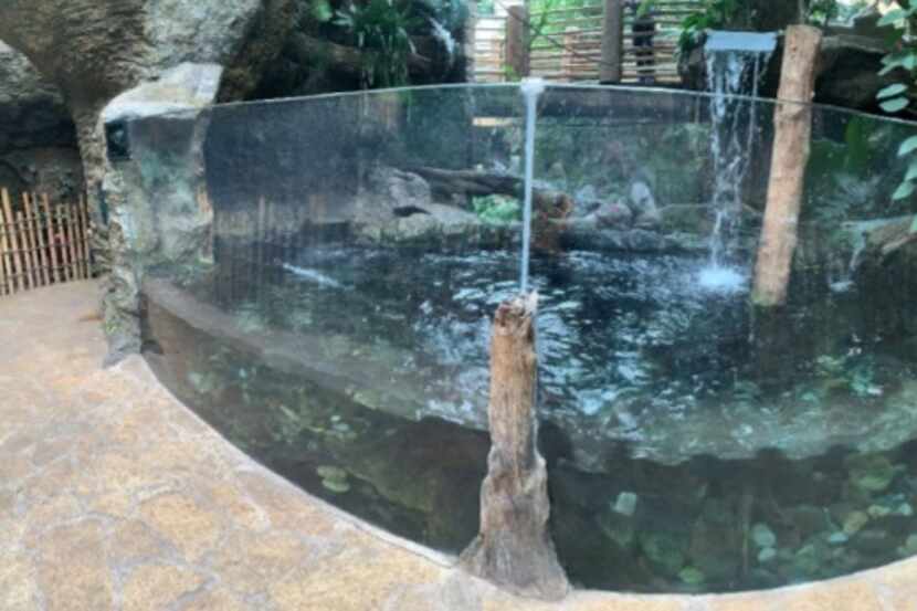 This is an October 2021 panoramic photo of the Dallas World Aquarium's giant otter exhibit.