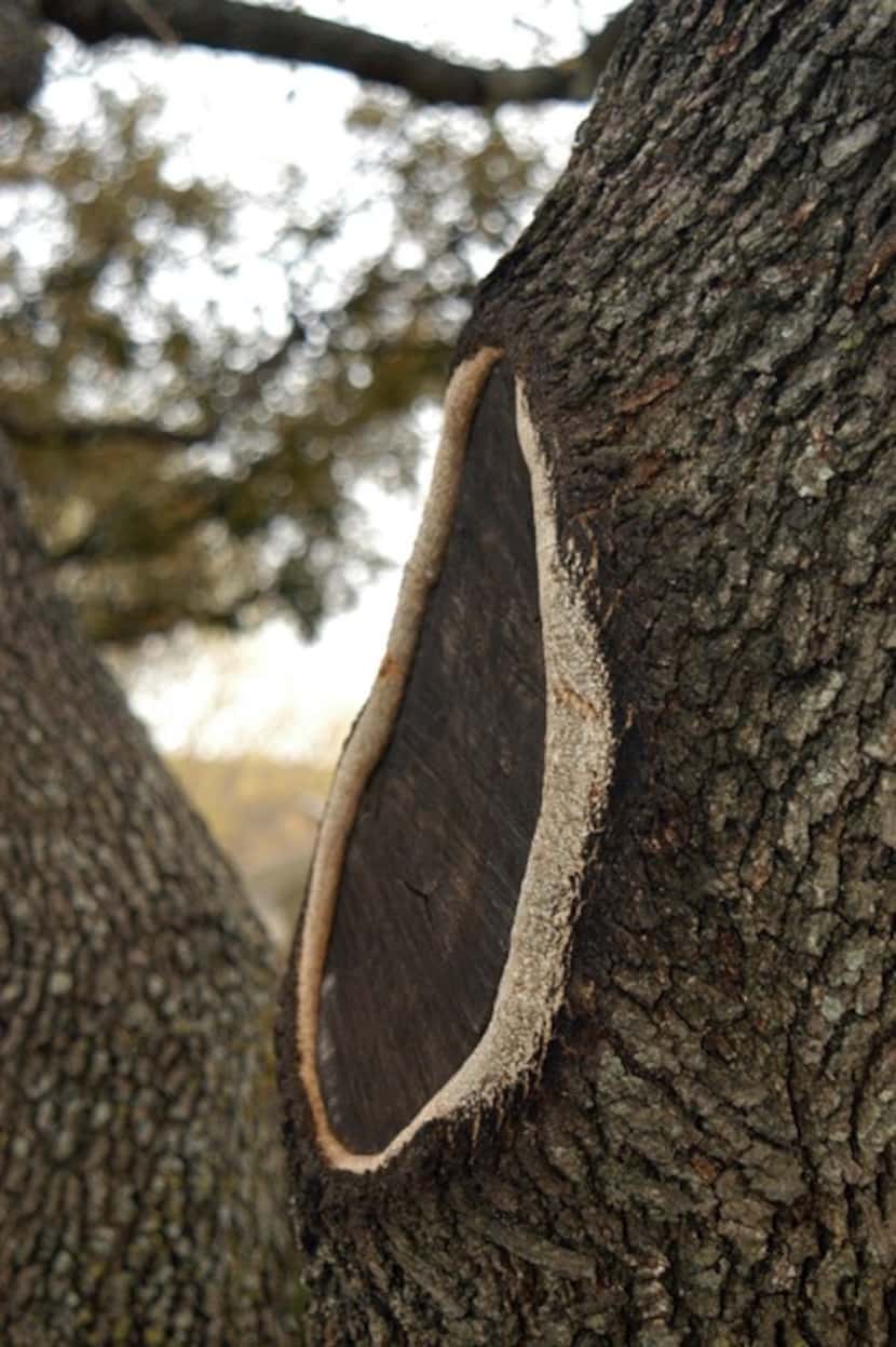 This improper flush cut on a tree is healing unevenly.

