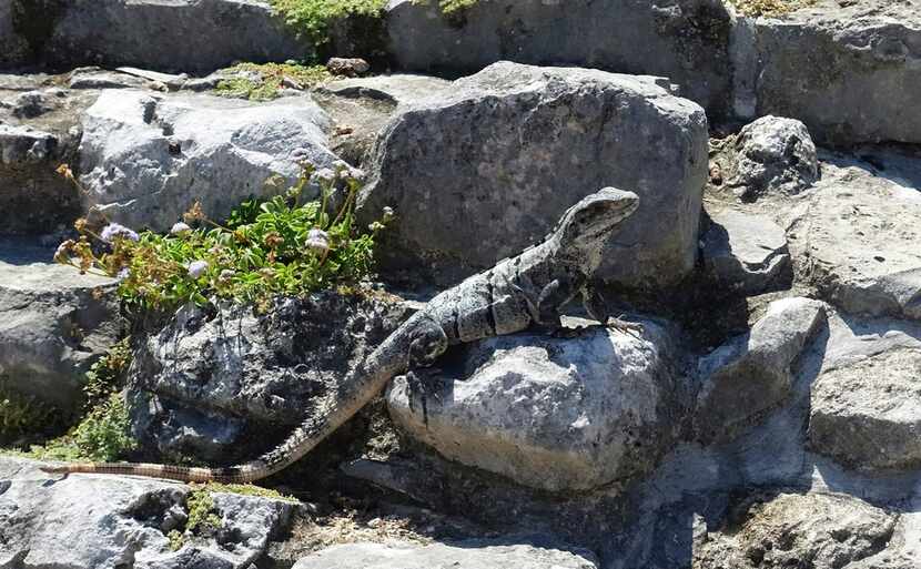 In this July 21, 2016 photo, an iguana suns itself on carved building stones in the ancient...