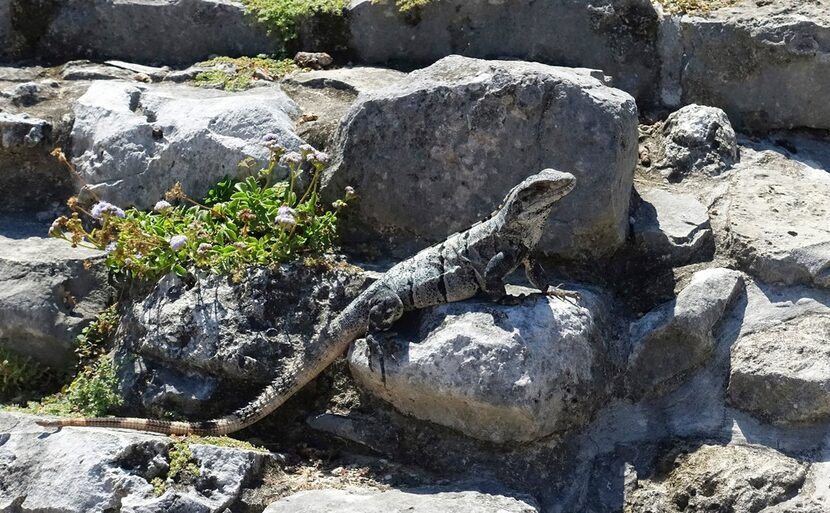 In this July 21, 2016 photo, an iguana suns itself on carved building stones in the ancient...