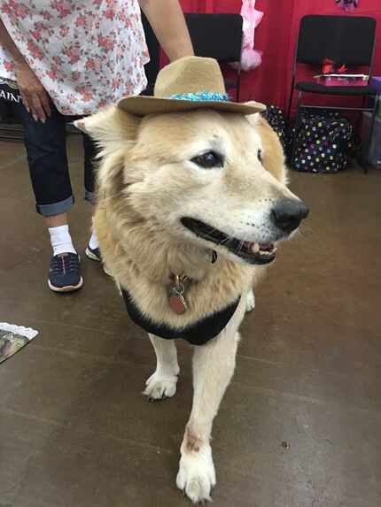 B.K. tried on a hat during a previous Dallas Pet Expo.