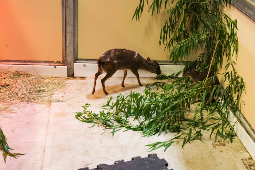 Cupcake, a blue duiker, one of the smallest species of antelope, checks on her newborn at...