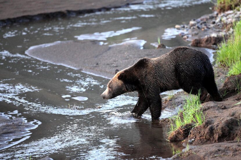 A grizzly bear forages near the Lamar Valley in Yellowstone National Park in Wyoming. (The...