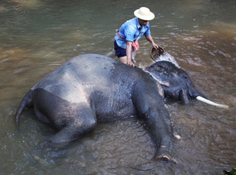 After feeding and before the show, the elephants take a bath and are scrubbed by their...