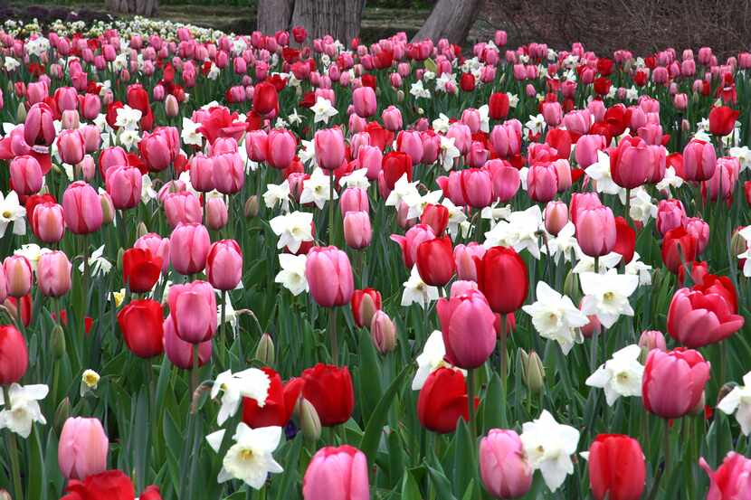Más de 500,000 tulipanes que en esta temporada celebran los colores del sur de Estados...