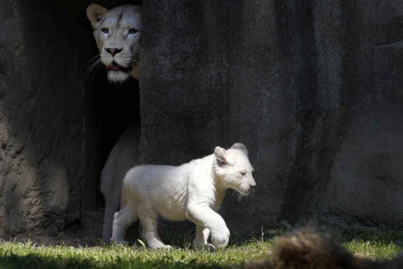 Two white lion cubs and their mother Bandhura explore their enclosure at the Ouwehands Zoo...