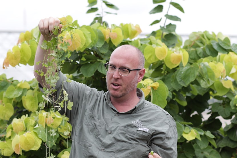 Horticulturalist Daniel Cunningham discusses the weeping 'Ruby Falls' redbud. 