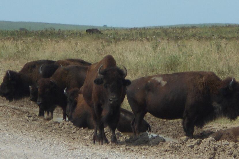 Over 2,500 bison roam free on the Tallgrass Prairie Preserve 15 miles north of Pawhuska, Okla.