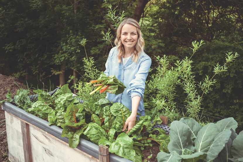 Blonde woman harvesting fresh chard, mangold from her raised bed in her garden and is happy.