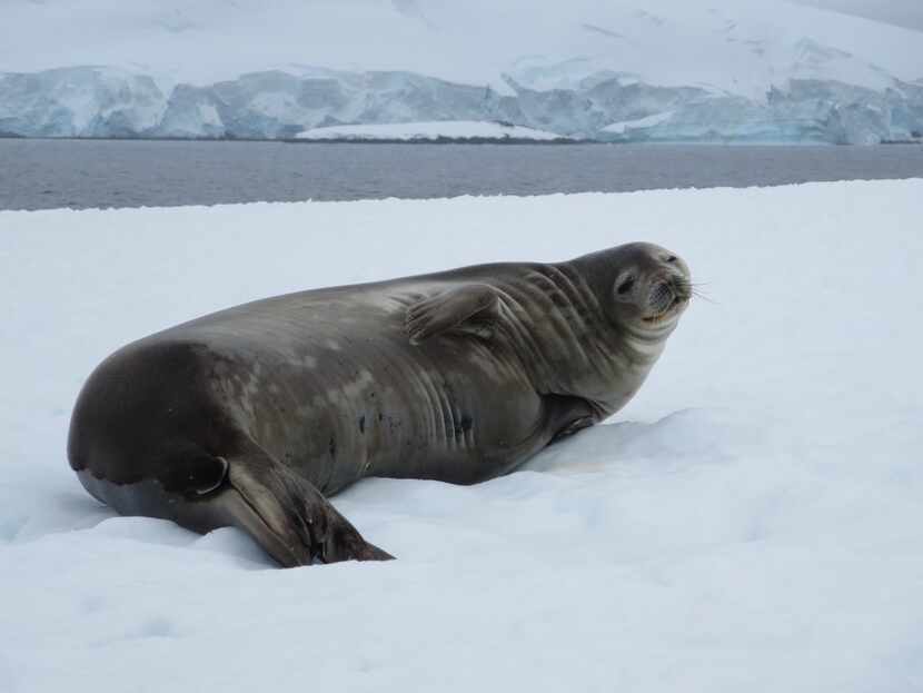 Seals are friendly on a 12-day Polar Latitudes cruise to Antarctica. 