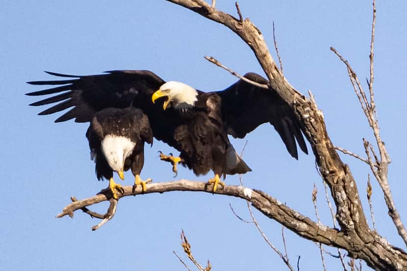 A male and female bald eagle prepared to mate on a tree at White Rock Lake on Feb. 8, 2022....