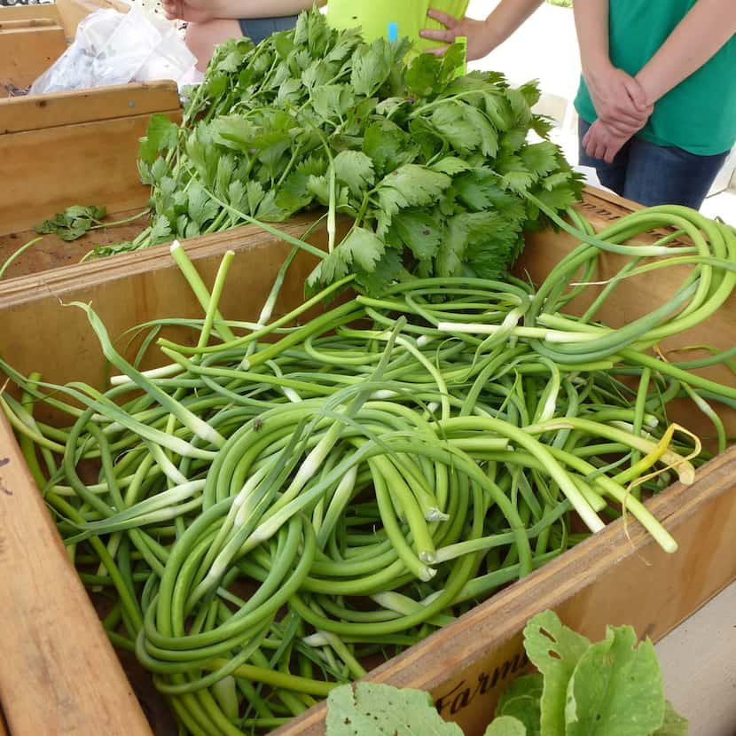 Top of the Hill Farm had young celery and garlic scapes (foreground) at the McKinney Farmers...
