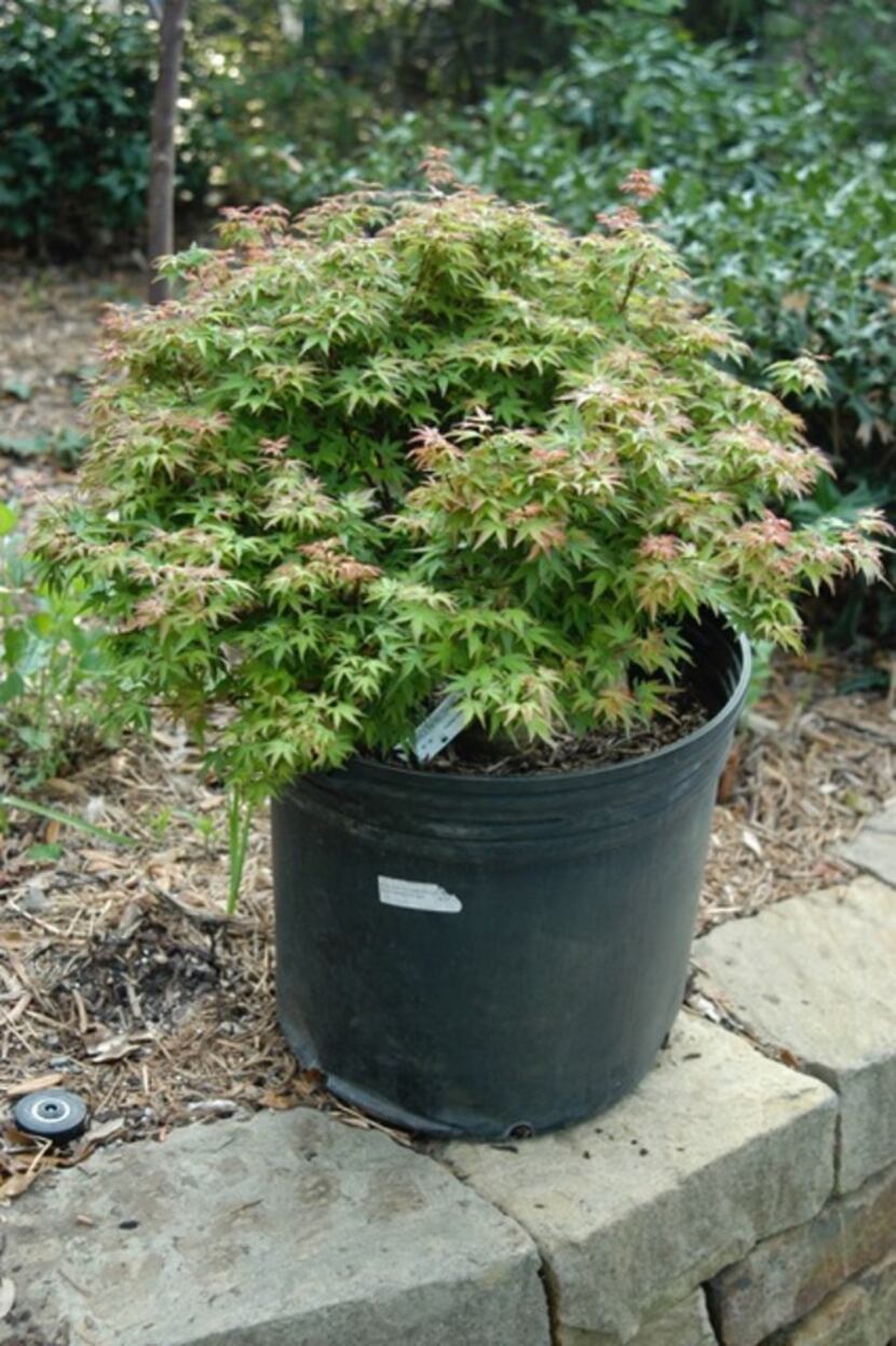 This 7-gallon dwarf Japanese maple tree purchased at a nursery is planted too deep in its...