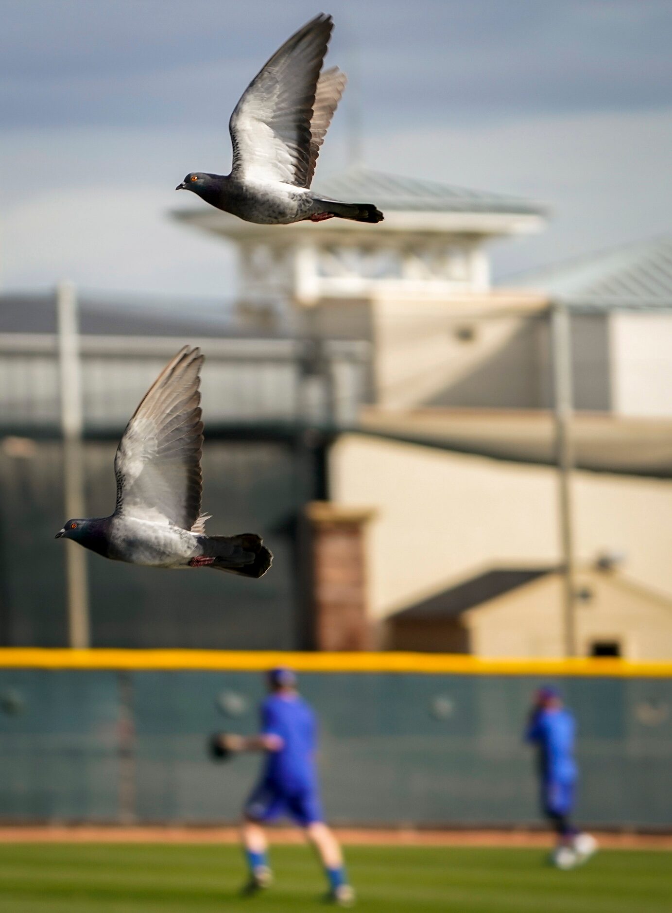 Birds fly over a practice field as Texas Rangers play catch on the day pitchers and catchers...