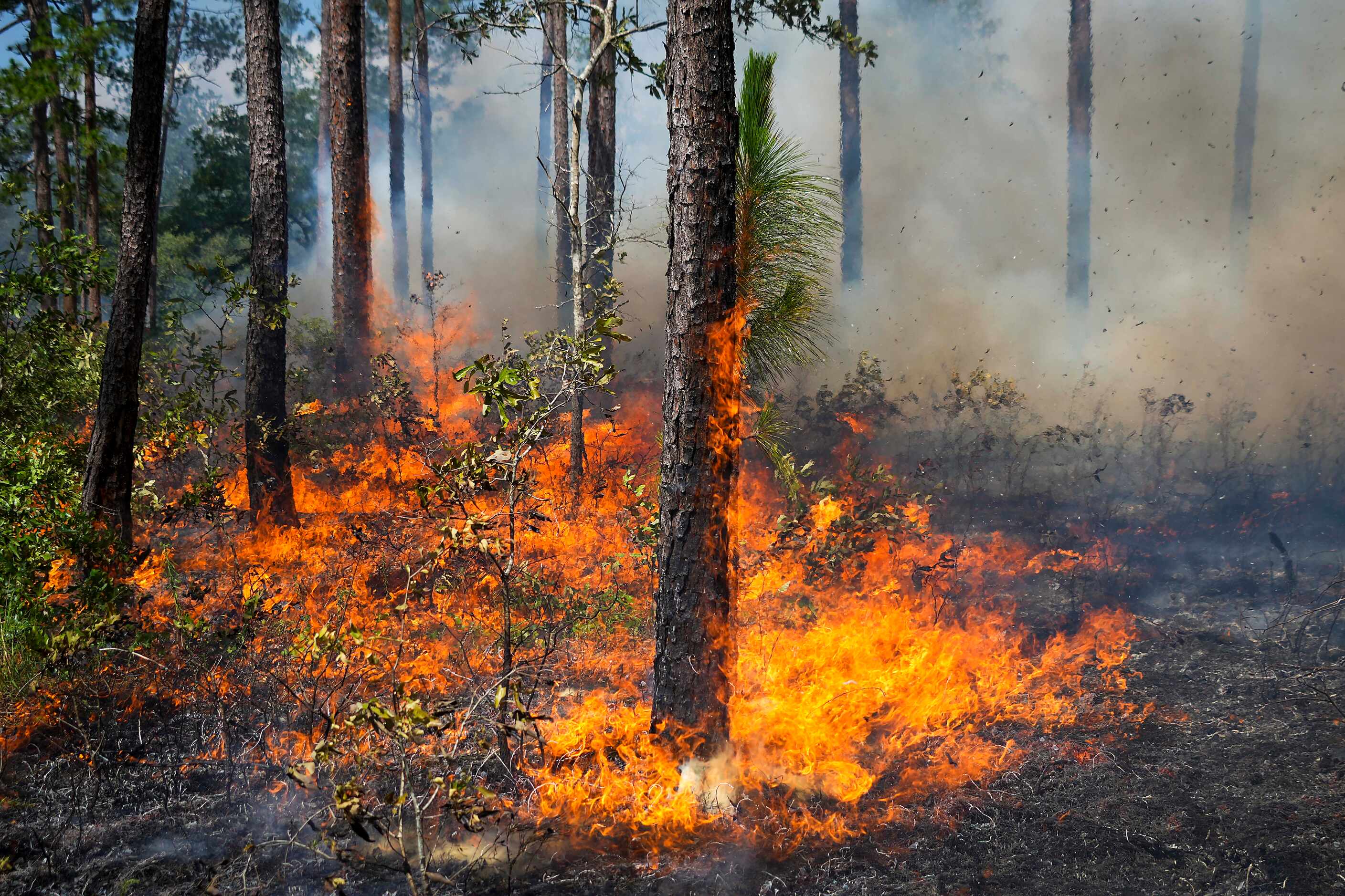 Flames surround a longleaf pine tree during a prescribed burn at the Roy E. Larsen Sandyland...