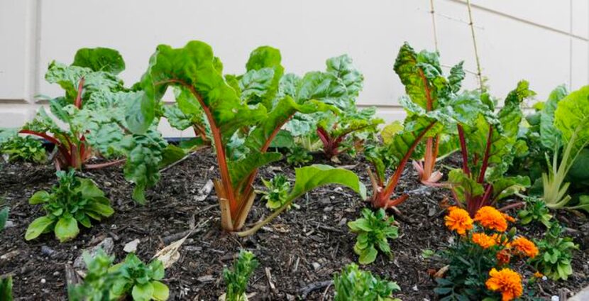 
A group of Dallas County master gardeners cultivates fresh vegetables in the park’s...