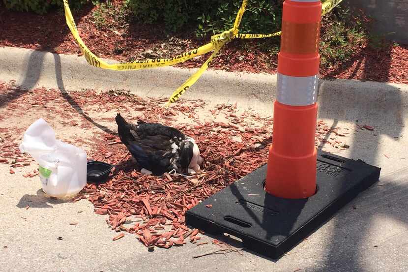 A mother duck rearranges her eggs outside the Whataburger near the intersection of Lemmon...