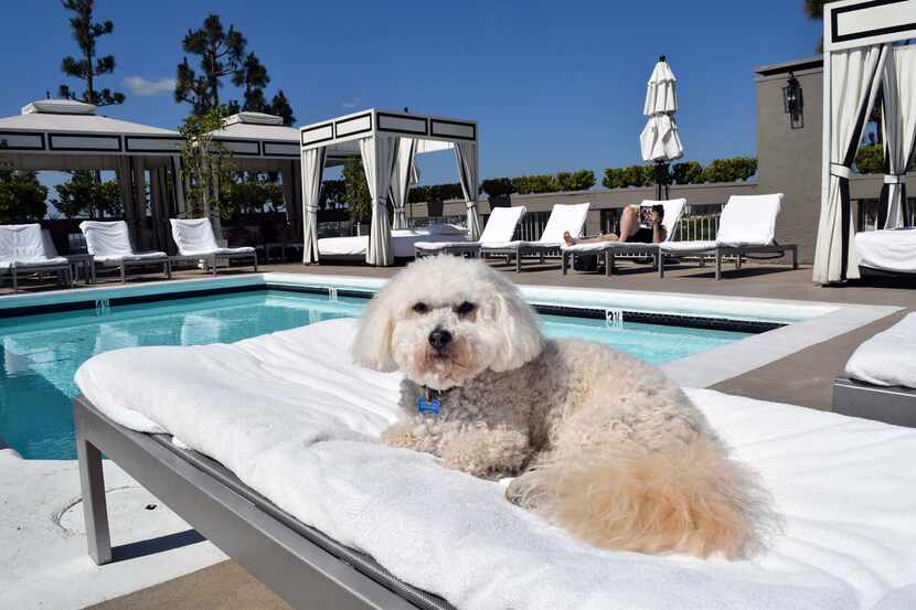 The rooftop pool and bar at Hotel Chamberlain West Hollywood is a great place to catch some...
