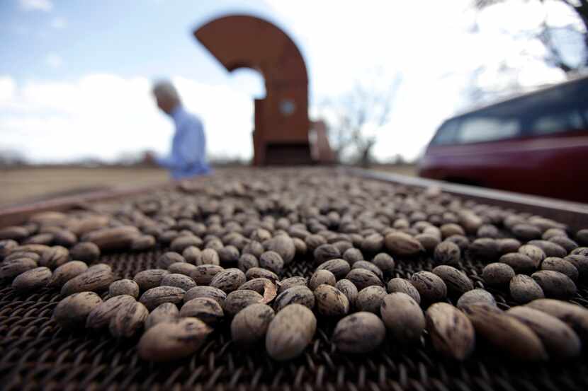 Pecans are sorted in Ellinger, Texas. 