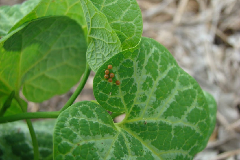 Eggs of pipevine swallowtail on host plant, native pipevine.