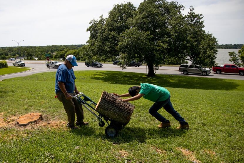 Isidro Medrano and Eli Benavides, 12, work to remove a tree near White Rock Lake in Dallas...