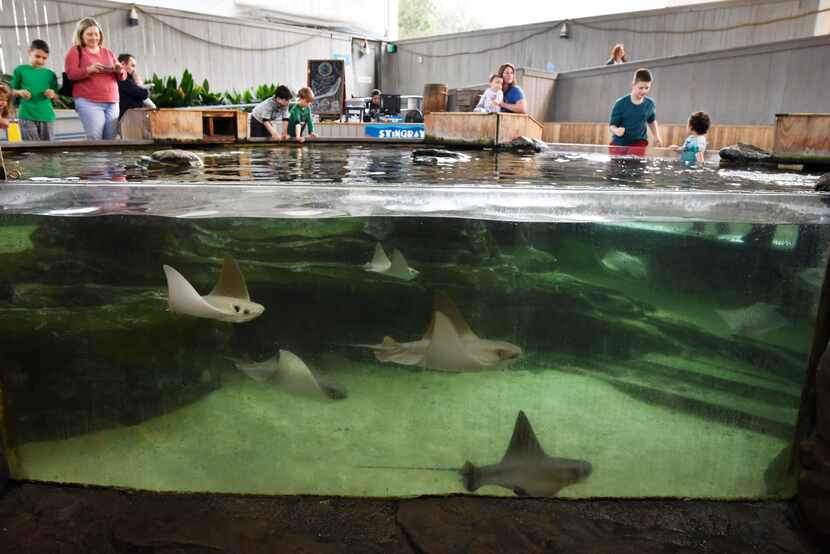 The Dallas Zoo plans to permanently close the Children's Aquarium at Fair Park.