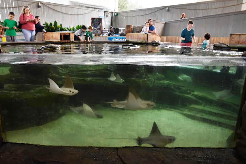Cownose rays swim in the Stingray Bay touch pool at the Children’s Aquarium at Fair Park.