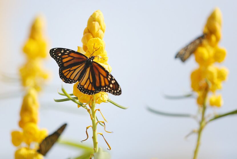 Monarch butterflies released during the Flight of the Monarch annual event at Central Park...