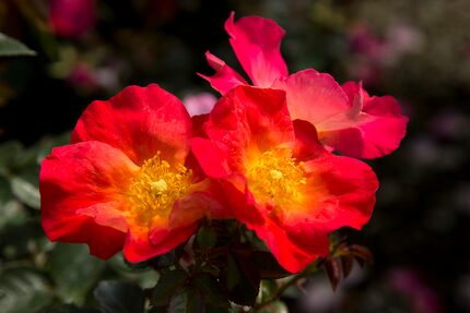 'Fruit Punch' shrub rose