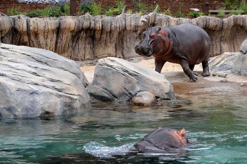 Boipelo runs towards the water to join Adhama during the grand opening of the Dallas Zoo's...