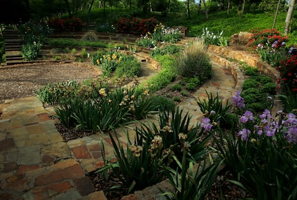 A shaft of morning light strikes the Iris Bowl at Reverchon Park. Staff photograph taken...