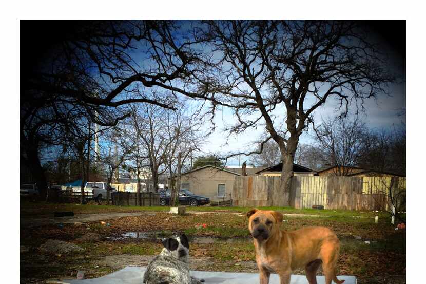Stray dogs share a dumped mattress in a vacant lot on Hamilton Avenue, near Fair Park in...