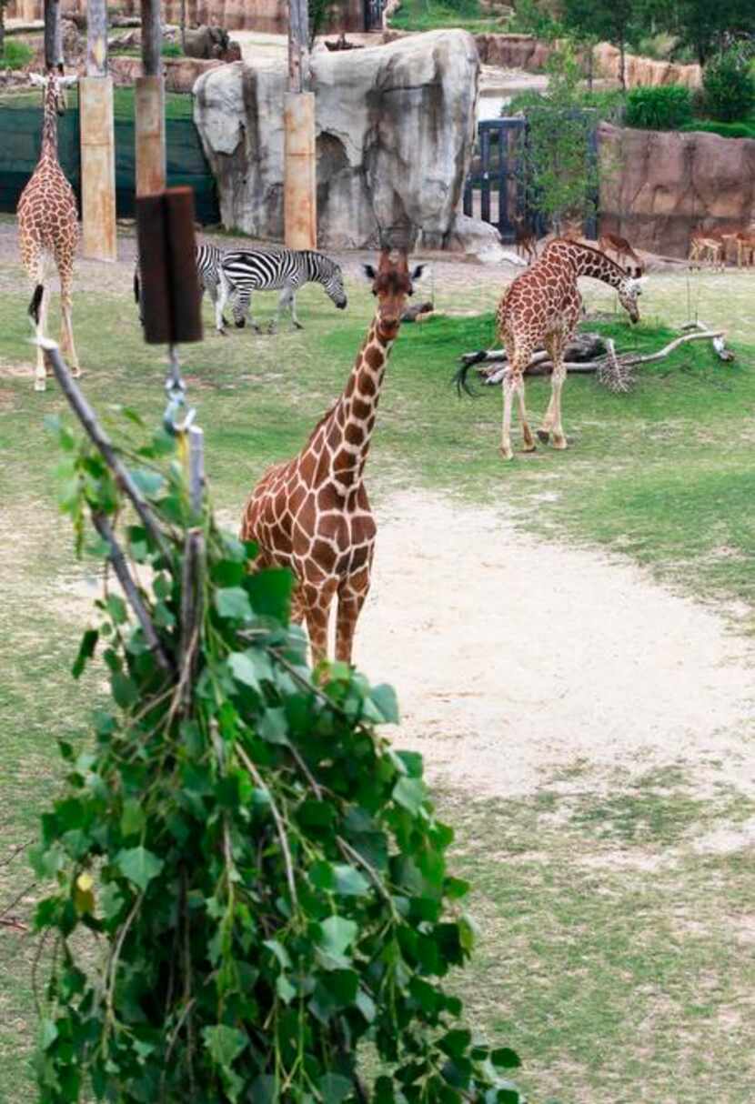
A giraffe at the Dallas Zoo eyes a tasty bundle of fresh tree limbs while other giraffes...