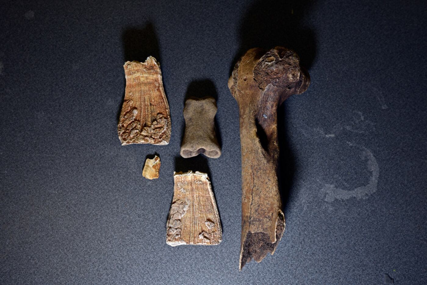 Fossils, including mammoth teeth (left), a horse bone and a bison bone discovered on the...