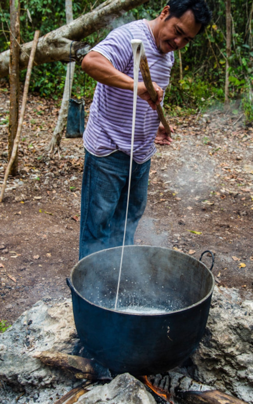 The collected sap is boiled, stirred and kneaded in large pots until the sap thickens and...