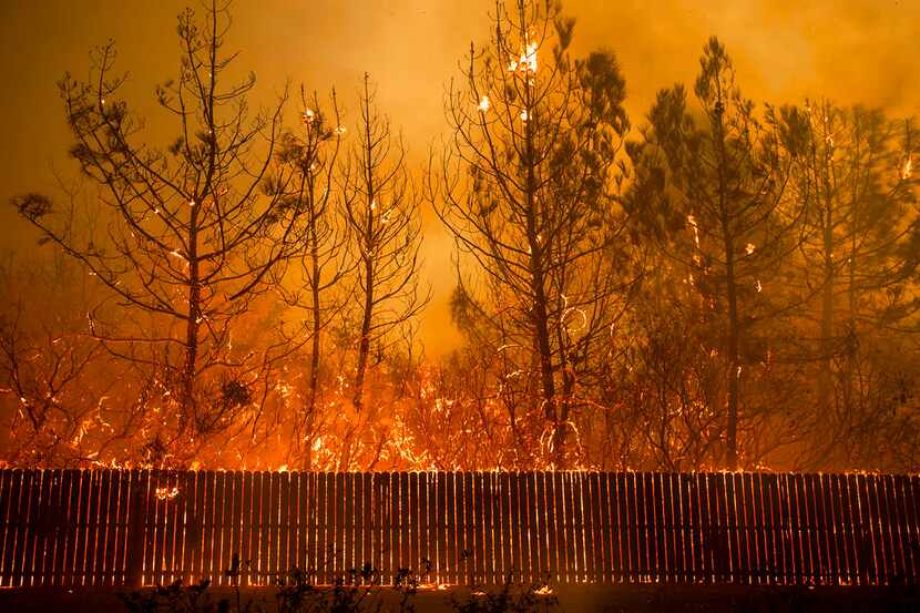 Las llamas llegan a lo alto de los árboles en Paradise, California, 8 de noviembre de 2018. ...