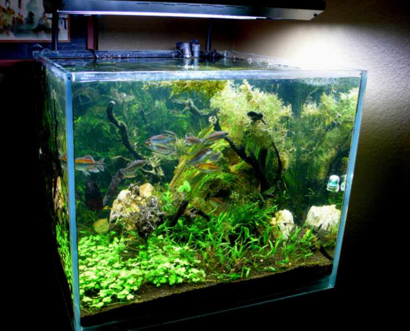 Drinda Jacobson of Joshua also keeps a 65-gallon rimless tank, in addition to her 95-gallon...