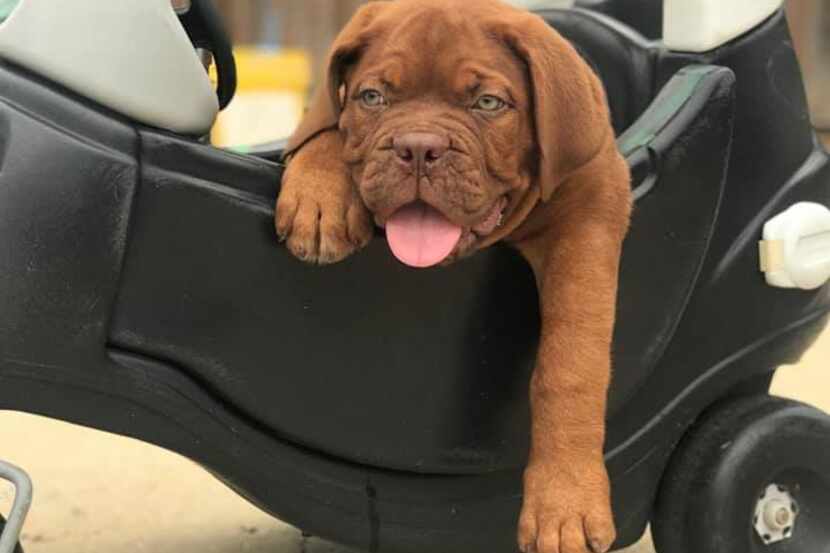 Chipper the French mastiff